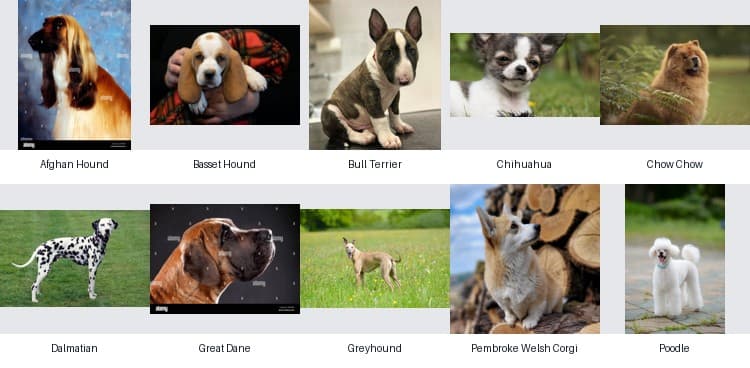 Samples of the ten dog breeds used by the classifier